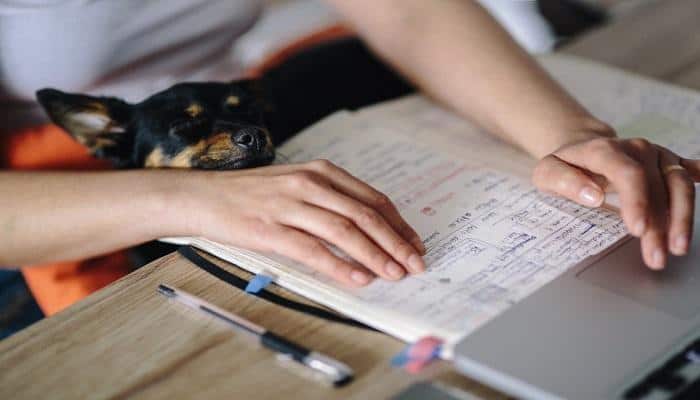Animali domestici in ufficio
